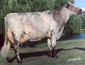 White Shorthorn Cattle