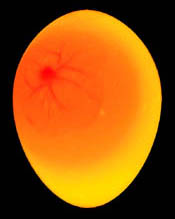 Incubation egg